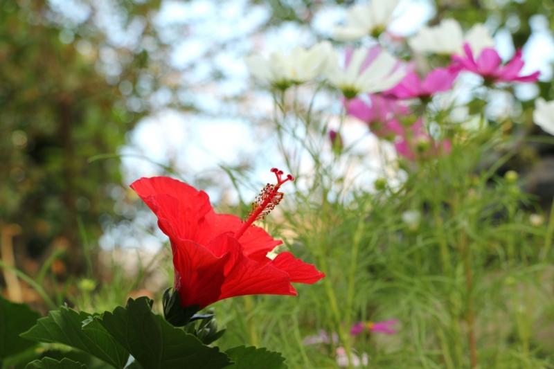 f:id:hozumi3081:20150929205006j:plain