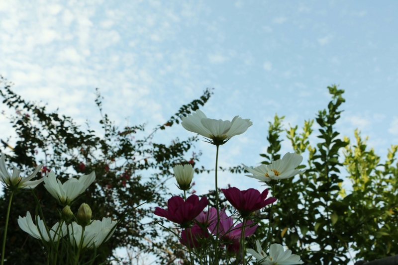 f:id:hozumi3081:20150929205011j:plain