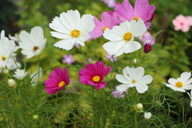 f:id:hozumi3081:20150929205012j:plain