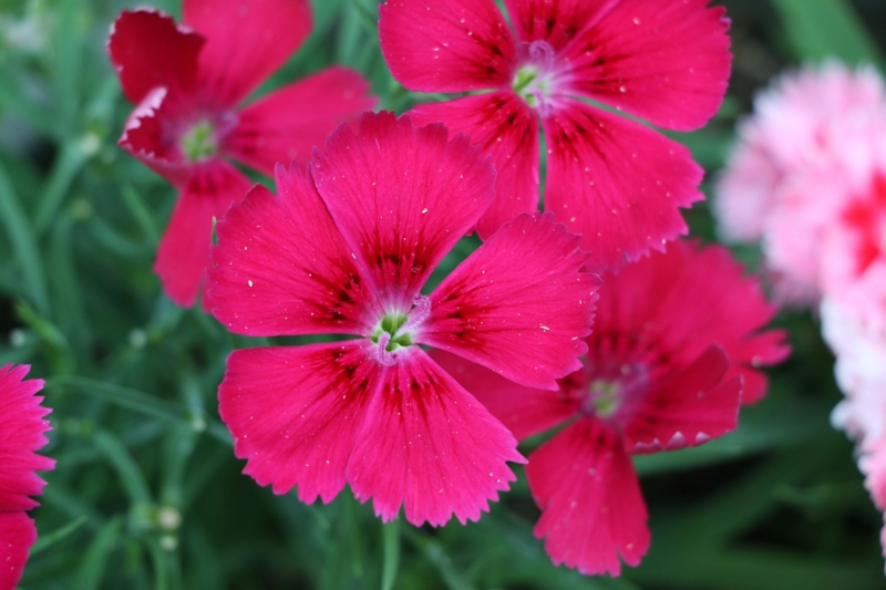 f:id:hozumi3081:20150929205015j:plain