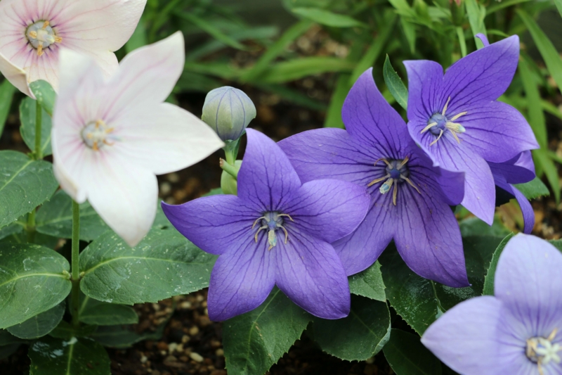 f:id:hozumi3081:20150929205025j:plain