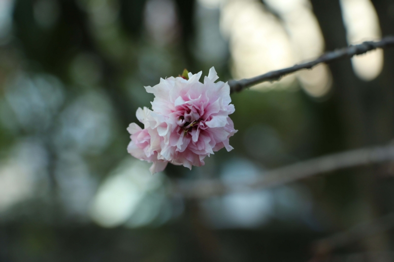 f:id:hozumi3081:20151026204931j:plain