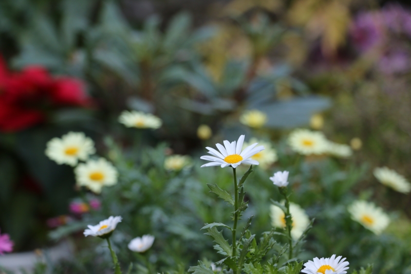 f:id:hozumi3081:20151220195451j:plain