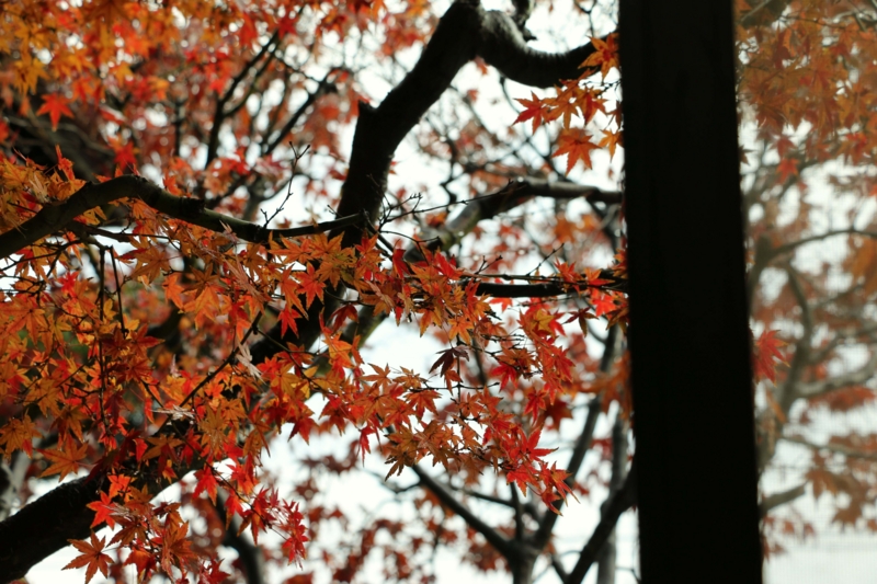 f:id:hozumi3081:20151221203927j:plain