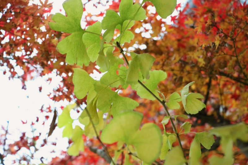 f:id:hozumi3081:20151221222151j:plain