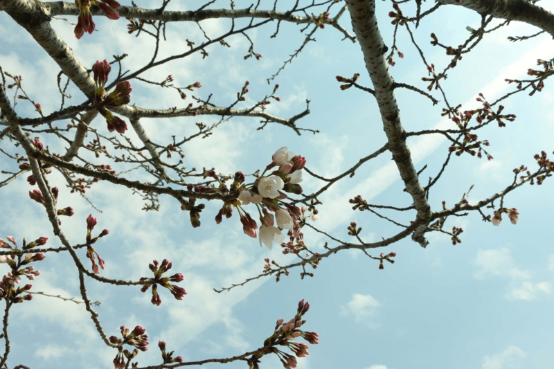 f:id:hozumi3081:20160325202845j:plain