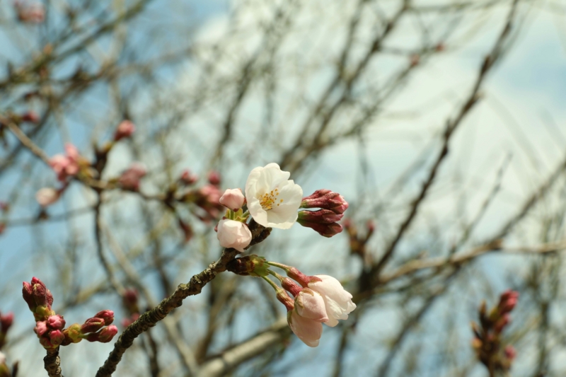 f:id:hozumi3081:20160325202848j:plain