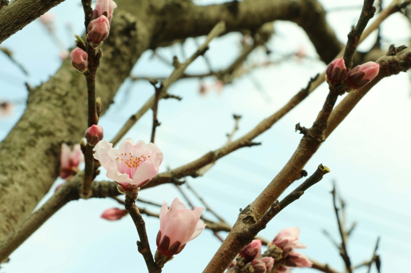 f:id:hozumi3081:20160325202855j:plain