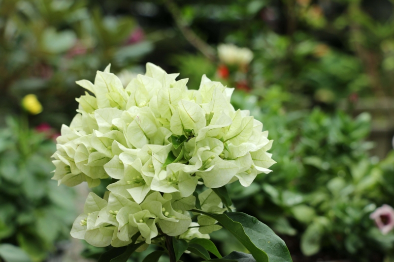 チューイーなアメリカンクッキー - ハナゴト