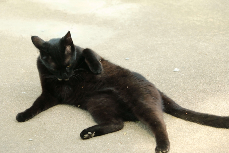 f:id:hozumi3081:20160729192814j:plain