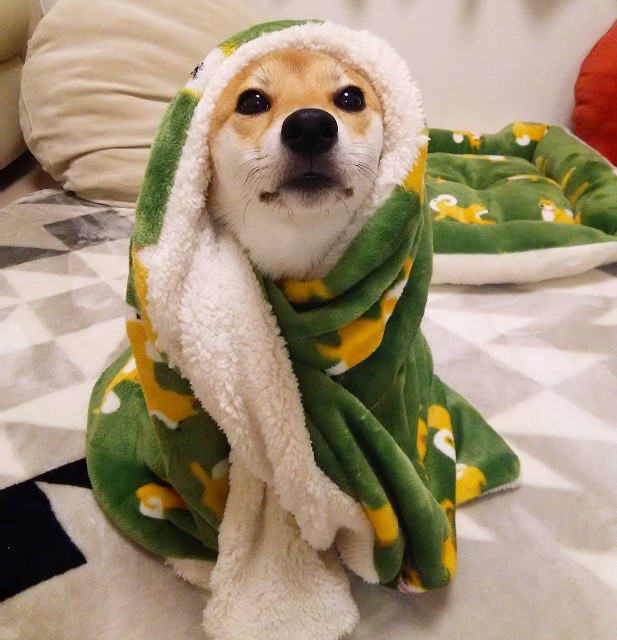 コボルト新環境 キモキモ虫使ってみる ハースストーン ハンターブログ