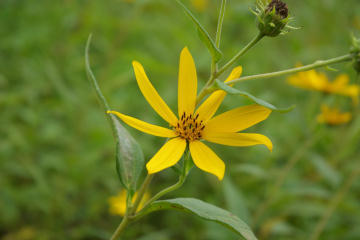 f:id:hp2:20070909211755j:image