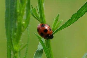 f:id:hp2:20070909211826j:image