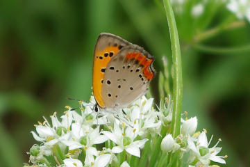 f:id:hp2:20070909212031j:image
