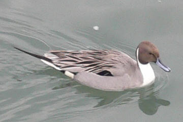 f:id:hp2:20080111014826j:image