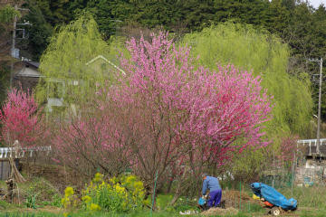 f:id:hp2:20080401004240j:image