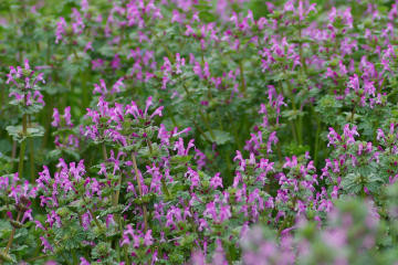 f:id:hp2:20080401004909j:image
