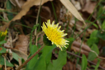f:id:hp2:20080401005214j:image