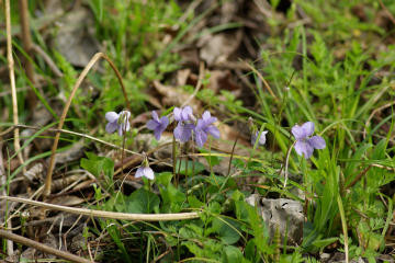 f:id:hp2:20080401005405j:image