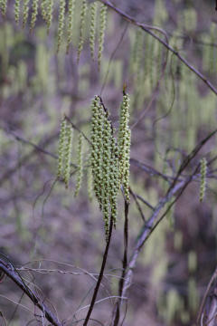 f:id:hp2:20080401012546j:image