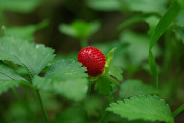 f:id:hp2:20080602005331j:image