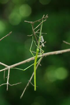 f:id:hp2:20080602005334j:image