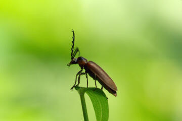 f:id:hp2:20080602005335j:image