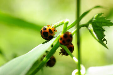 f:id:hp2:20080602005336j:image