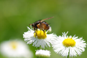 f:id:hp2:20080602005337j:image