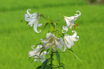 f:id:hp2:20080804000136j:image