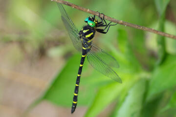 f:id:hp2:20080804000139j:image