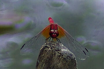 f:id:hp2:20080804000143j:image