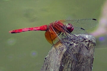 f:id:hp2:20080804000144j:image