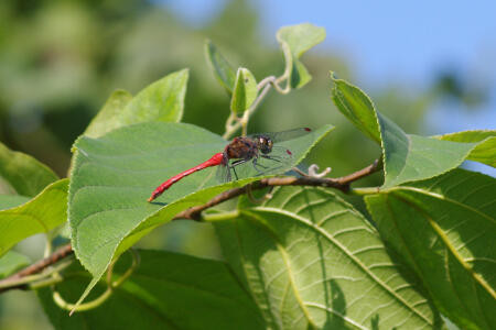 f:id:hp2:20091020022605j:image