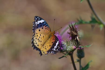 f:id:hp2:20091020022914j:image