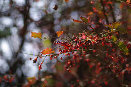 f:id:hp2:20091020023048j:image