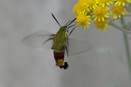 f:id:hp2:20091020024517j:image