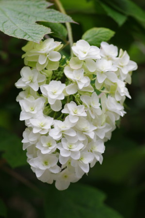 f:id:hp2:20100626094846j:image f:id:hp2:20100626094846j:image