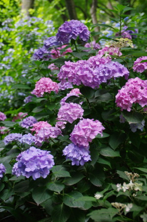f:id:hp2:20100626100301j:image f:id:hp2:20100626100301j:image