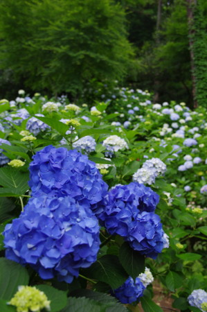 f:id:hp2:20100626101558j:image f:id:hp2:20100626101558j:image