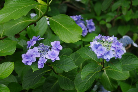 f:id:hp2:20100626102235j:image f:id:hp2:20100626102235j:image