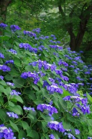 f:id:hp2:20100626104043j:image f:id:hp2:20100626104043j:image