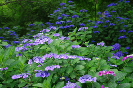 f:id:hp2:20100626104138j:image f:id:hp2:20100626104138j:image