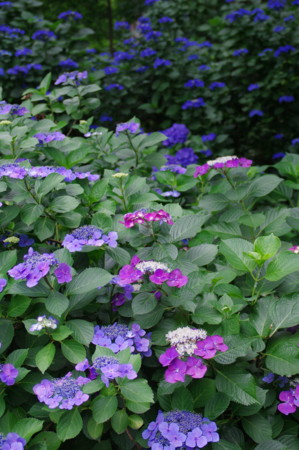 f:id:hp2:20100626104426j:image f:id:hp2:20100626104426j:image