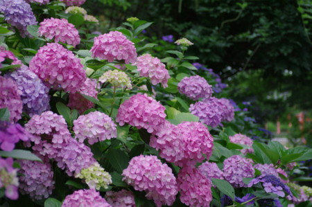 f:id:hp2:20100626105158j:image f:id:hp2:20100626105158j:image