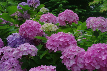 f:id:hp2:20100626105407j:image f:id:hp2:20100626105407j:image