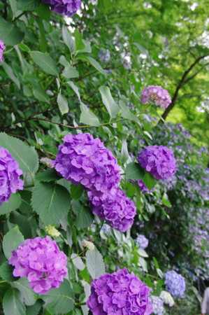 f:id:hp2:20100626110045j:image f:id:hp2:20100626110045j:image