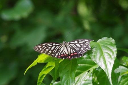 f:id:hp2:20100815100228j:image
