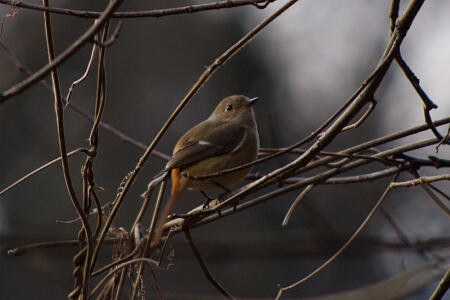 f:id:hp2:20110106014351j:image