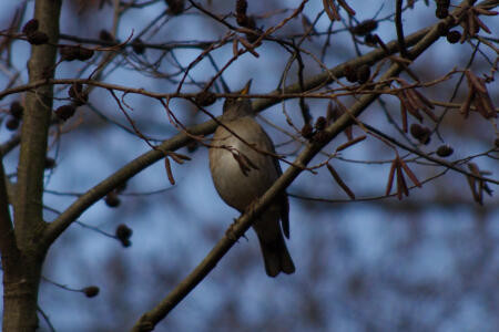 f:id:hp2:20110106014449j:image